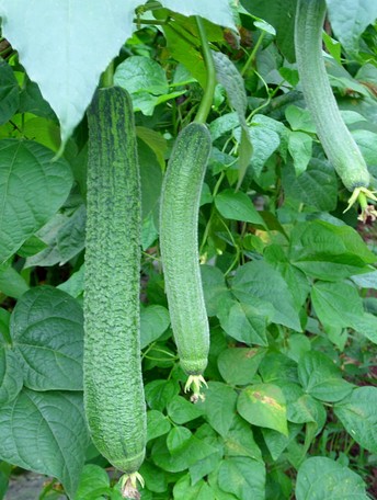 Luffa aegyptica seed